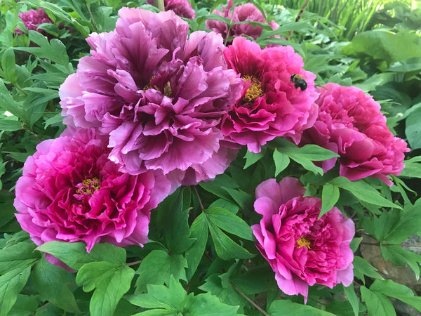 Paeonia suffruticosa, 'King of Flowers' Japanese tree peony