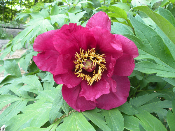 Paeonia, 'Kronos' hybrid tree peony 6 yr. mature specimen plant