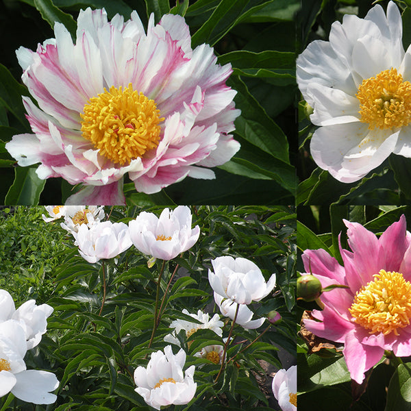 Paeonia lactiflora cheap
