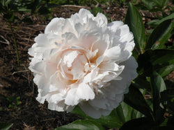 Paeonia lactiflora, 'Le Cygne' heirloom herbaceous peony