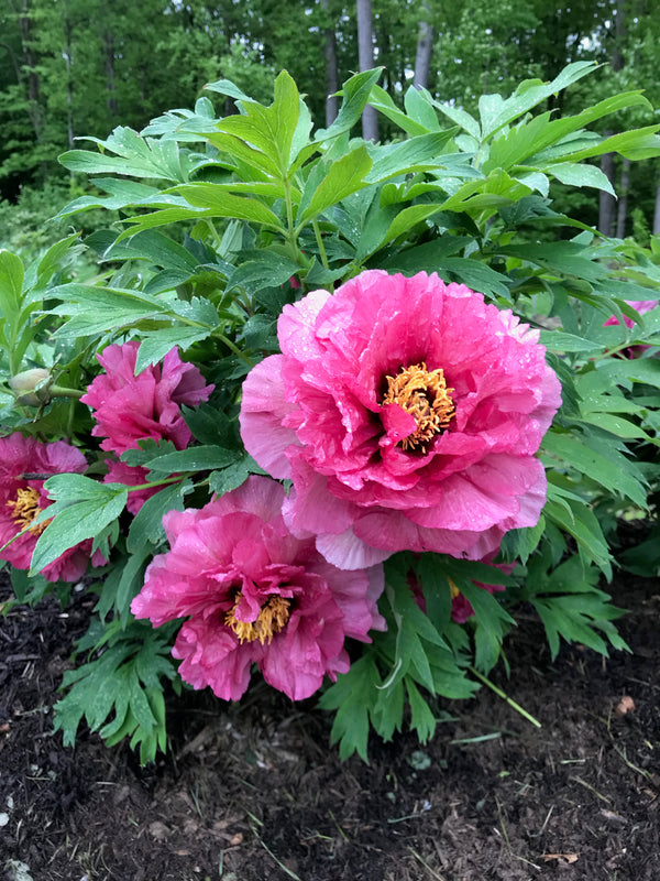 Paeonia, 'Leda' hybrid tree peony