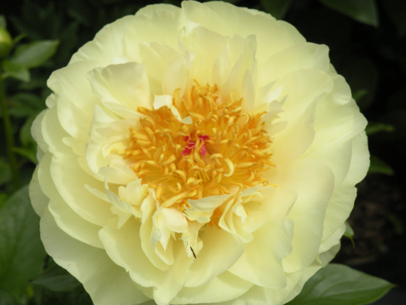 Paeonia, 'Lemon Chiffon' hybrid herbaceous peony