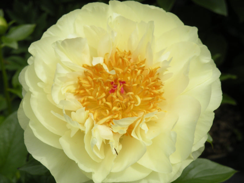Paeonia, 'Lemon Chiffon' hybrid herbaceous peony PICK UP