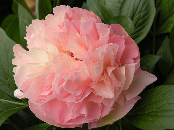 Paeonia, 'Lois' Choice' hybrid herbaceous peony