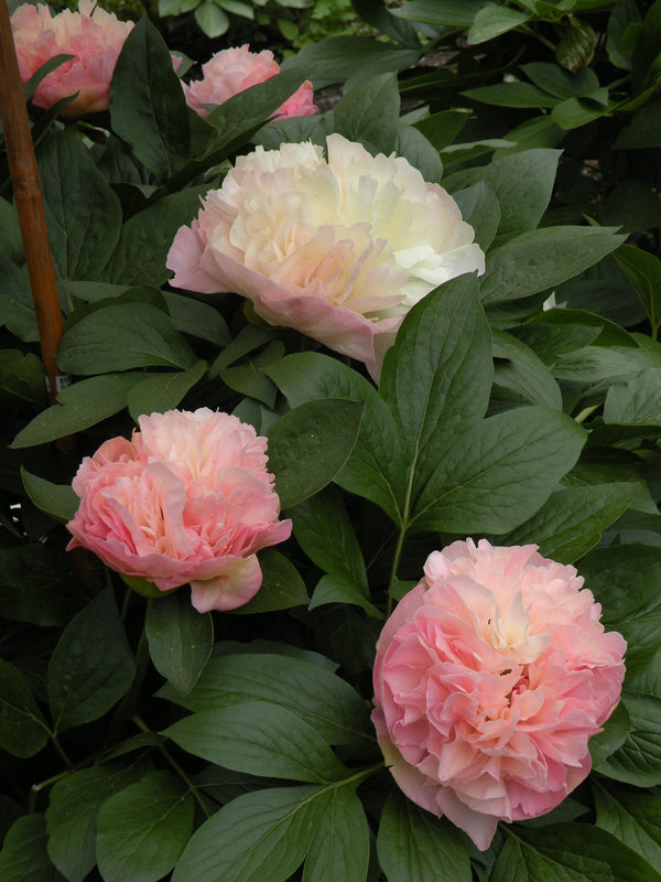 Paeonia, 'Lois' Choice' hybrid herbaceous peony PICK UP