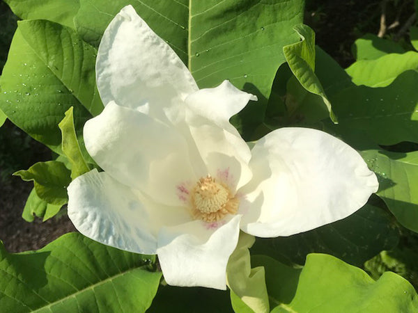 Magnolia ashei, Dwarf Bigleaf Magnolia