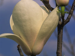 Magnolia, 'Barrington Belle'
