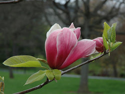 Magnolia, 'Red Baron'