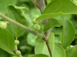 Cudrania, 'Daniecki' male Che Chinese Melonberry