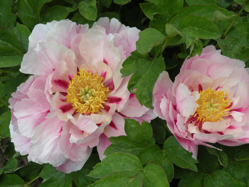 Paeonia suffruticosa, Multi-Colored Butterfly, Chinese tree peony