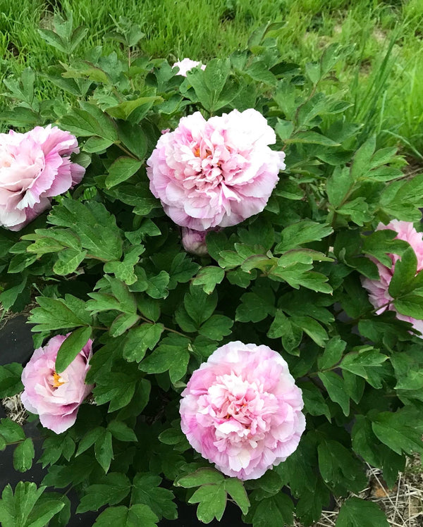 Paeonia suffruticosa, Multi-Colored Butterfly, Chinese tree peony