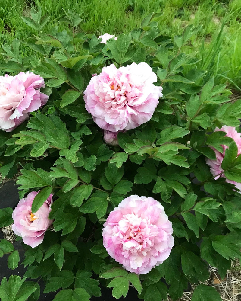 Paeonia suffruticosa, Multi-Colored Butterfly, Chinese tree peony