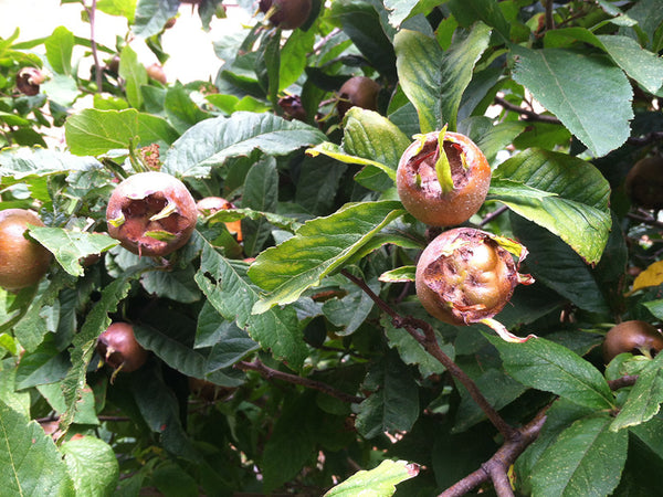 Mespilus, 'Puciu Mol' medlar