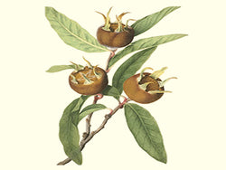 Mespilus germanica, 'Sultan' medlar scion