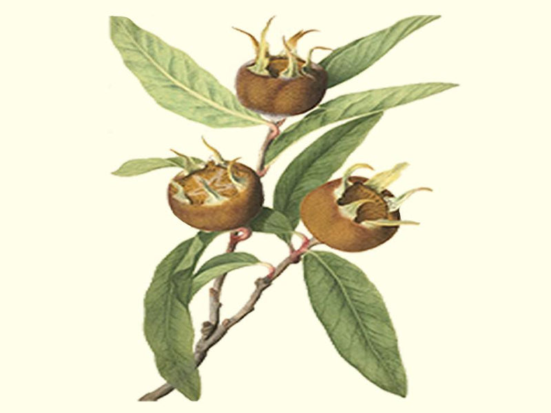 Mespilus germanica, 'Royal' medlar scion