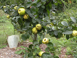 Cydonia oblonga, 'Sekergevrek' Quince