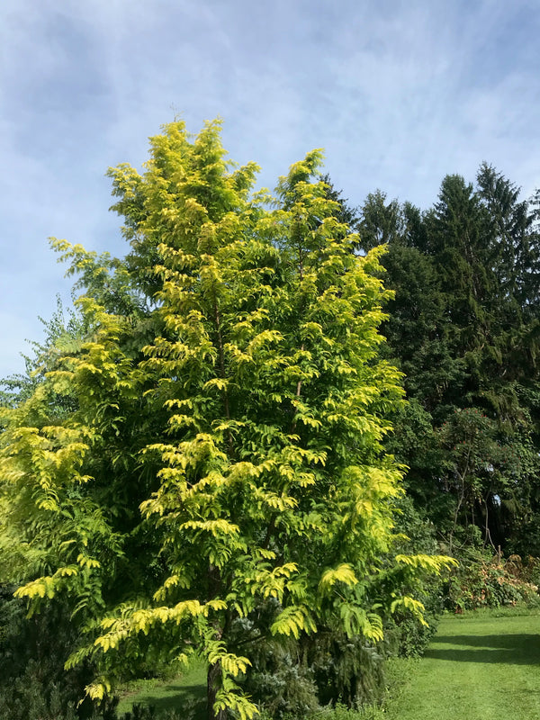 Metasequoia glyptostroboides, 'Ogon' Golden Dawn Redwood