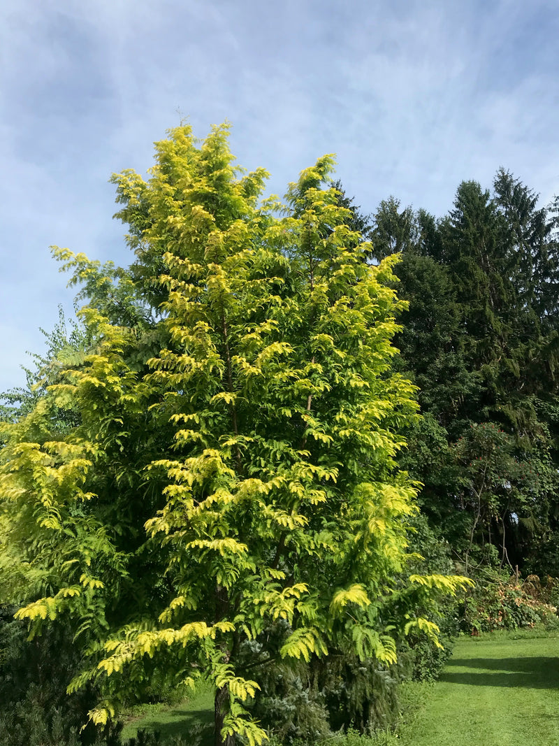 Metasequoia glyptostroboides, 'Ogon' Golden Dawn Redwood