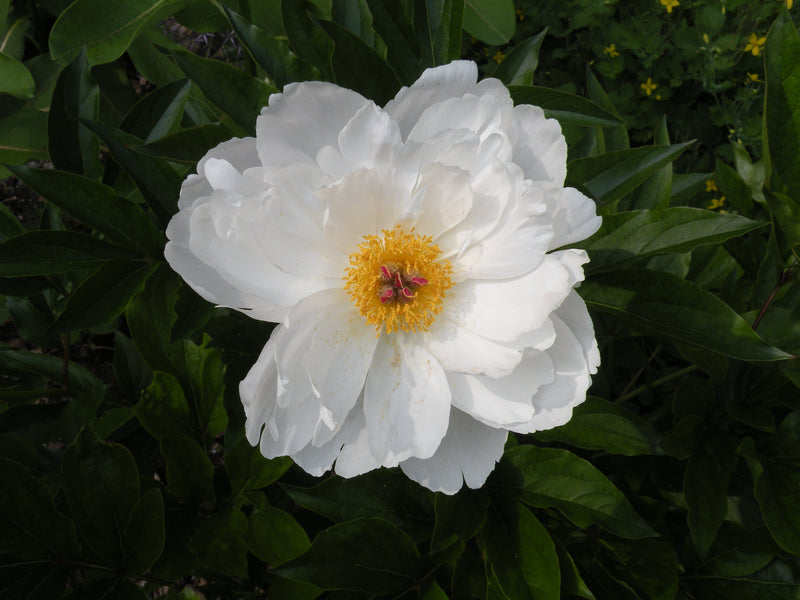 Paeonia lactiflora, 'Minnie Shaylor' herbaceous peony