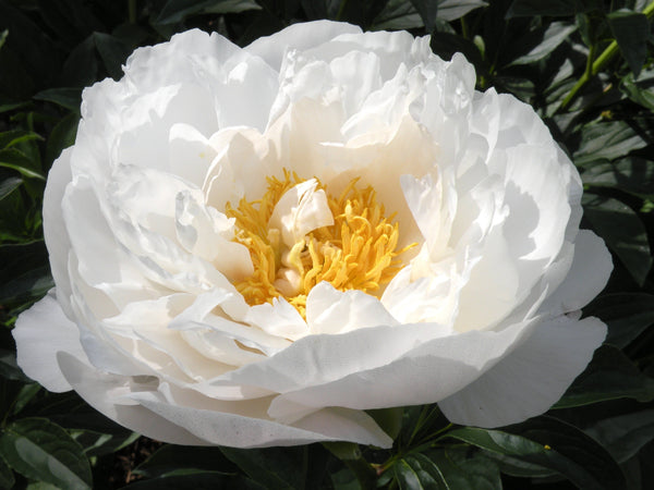Paeonia lactiflora, 'Miss America' herbaceous peony