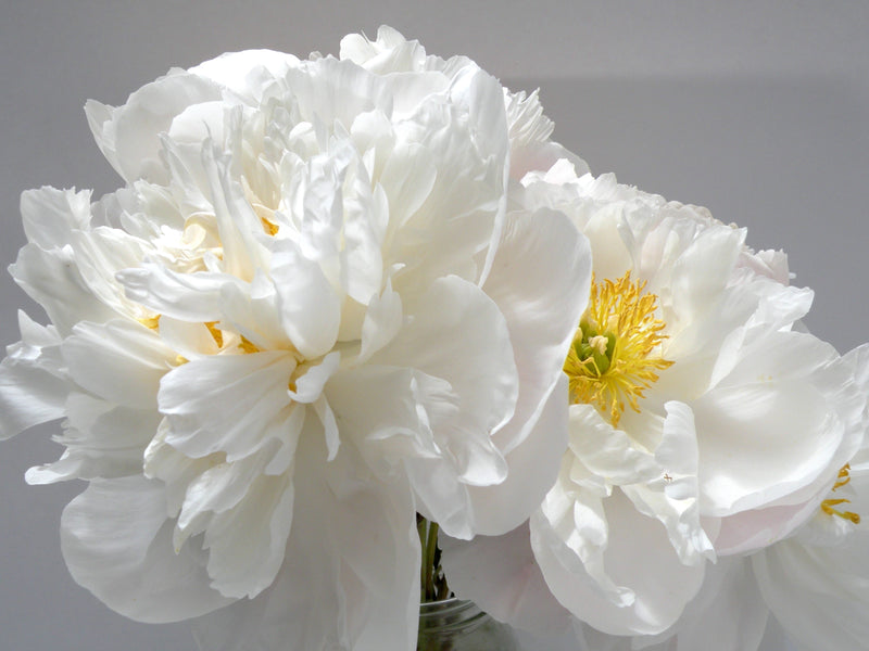 Paeonia lactiflora, 'Miss America' herbaceous peony PICK UP
