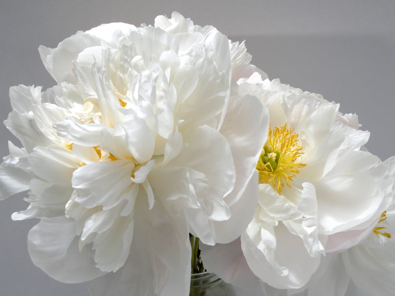 Paeonia lactiflora, 'Miss America' herbaceous peony PICK UP