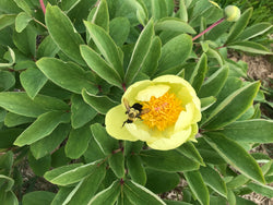 Paeonia daurica subsp. mlokosewitschii, Molly the Witch species peony