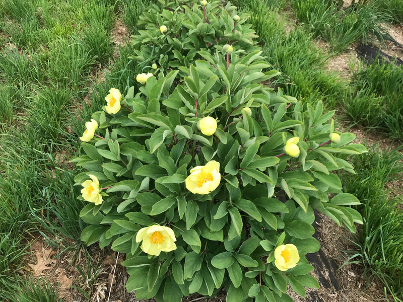 Paeonia daurica subsp. mlokosewitschii, Molly the Witch species peony
