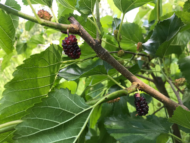 Morus, 'Kokuso' mulberry