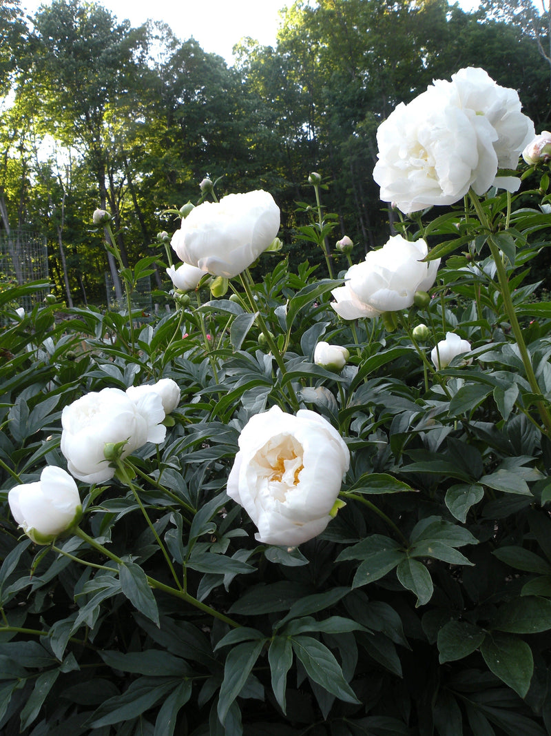 Paeonia lactiflora, 'Miss America' herbaceous peony PICK UP