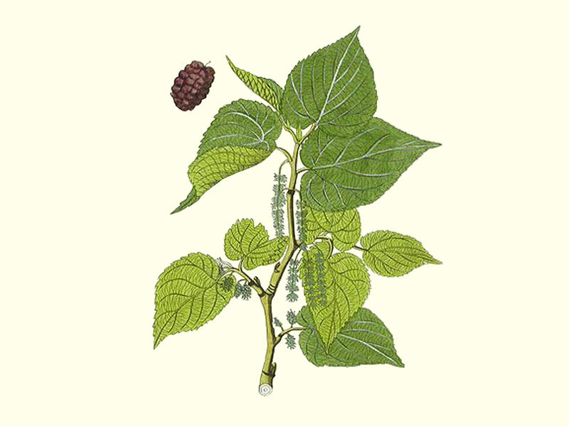 Morus alba, 'Northrop' mulberry scion