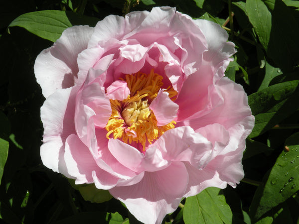 Paeonia suffruticosa, 'Muramatsu Cherry' Japanese tree peony