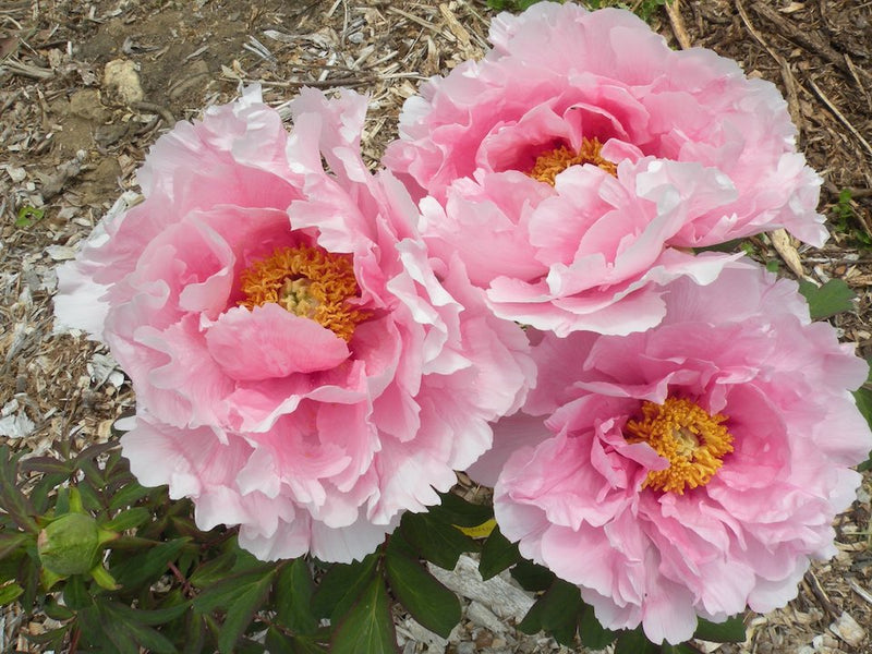 Paeonia suffruticosa, Pink Japanese tree peony POTTED