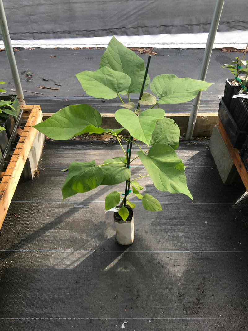 Catalpa bignonioides 'Nana' Dwarf Southern Catalpa