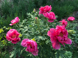 Paeonia suffruticosa, 'Naniwa Brocade' Japanese tree peony