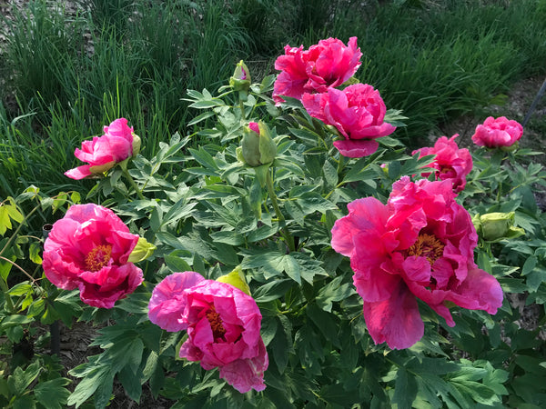 Paeonia suffruticosa, 'Naniwa Brocade' Japanese tree peony