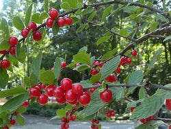 Nanking Cherry