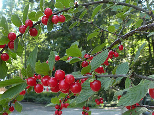 Prunus tomentosa, Nanking Cherry