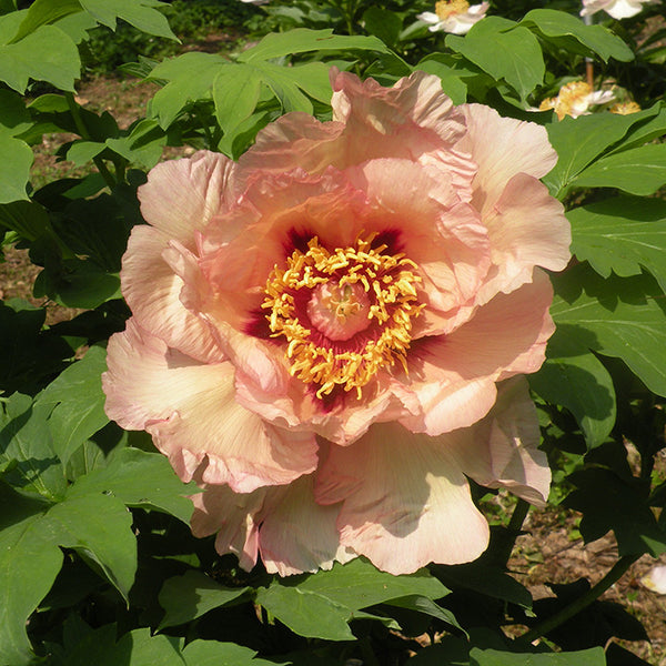 ✳︎peony✳︎ Pre-Order Longfield Gardens Peony Perennial Garden, 9 Roots