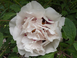 Paeonia rockii, 'Noblewoman' Chinese rockii tree peony