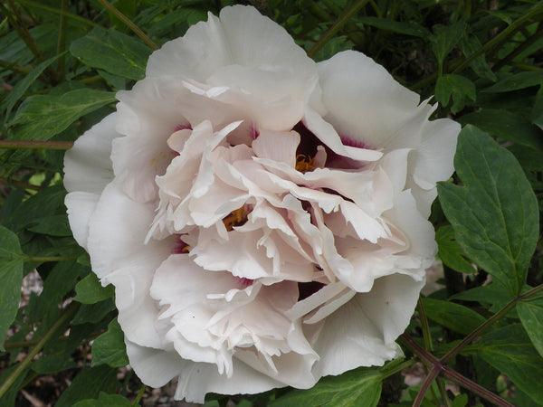 Paeonia rockii, 'Noblewoman' Chinese rockii tree peony