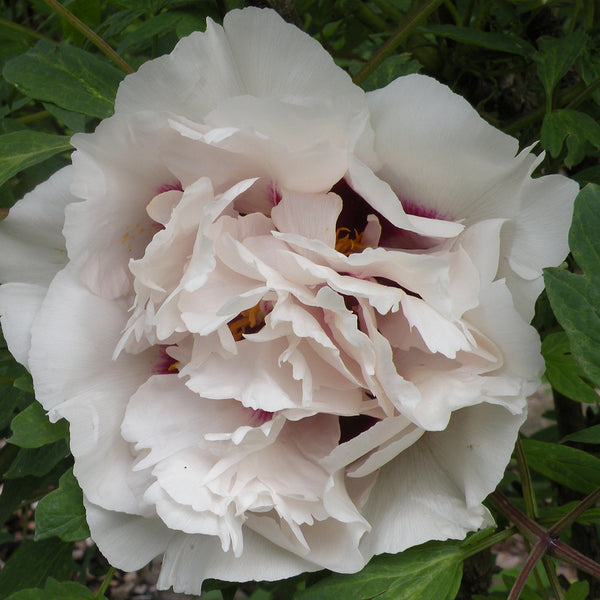 Noblewoman | White Chinese Rockii Tree Peony, Pesticide-Free