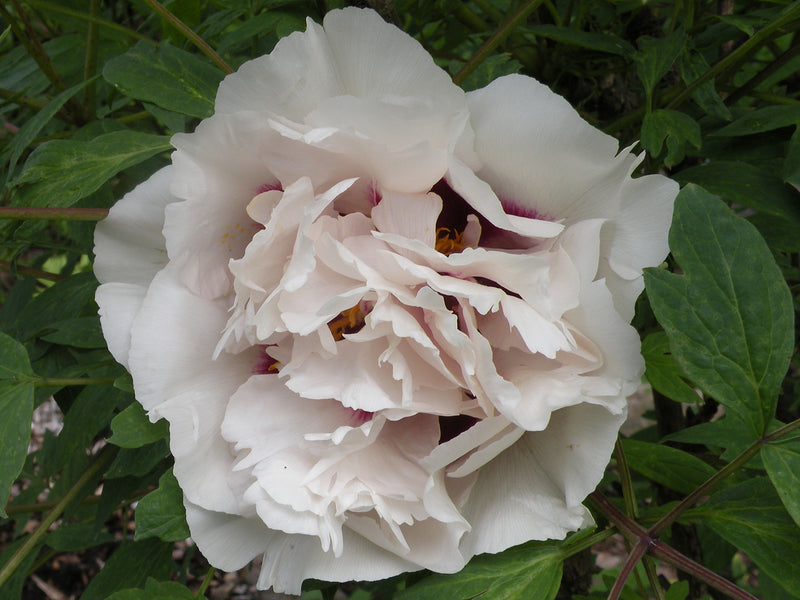 Paeonia rockii, 'Noblewoman' Chinese rockii tree peony