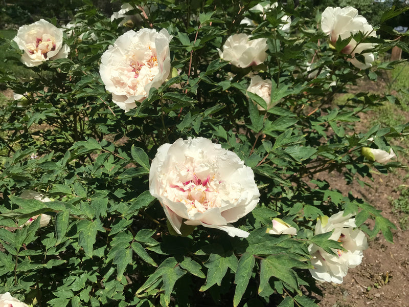 Paeonia rockii, 'Noblewoman' Chinese rockii tree peony