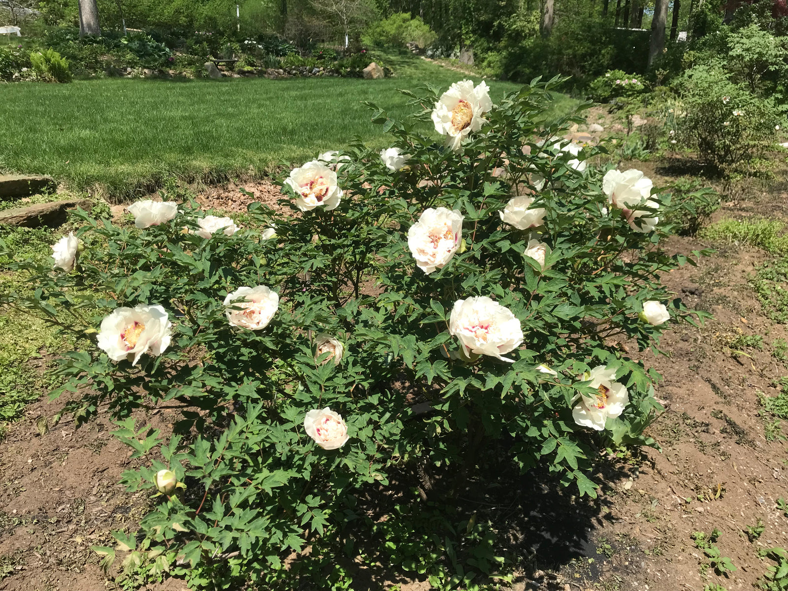 Noblewoman | White Chinese Rockii Tree Peony, Pesticide-Free