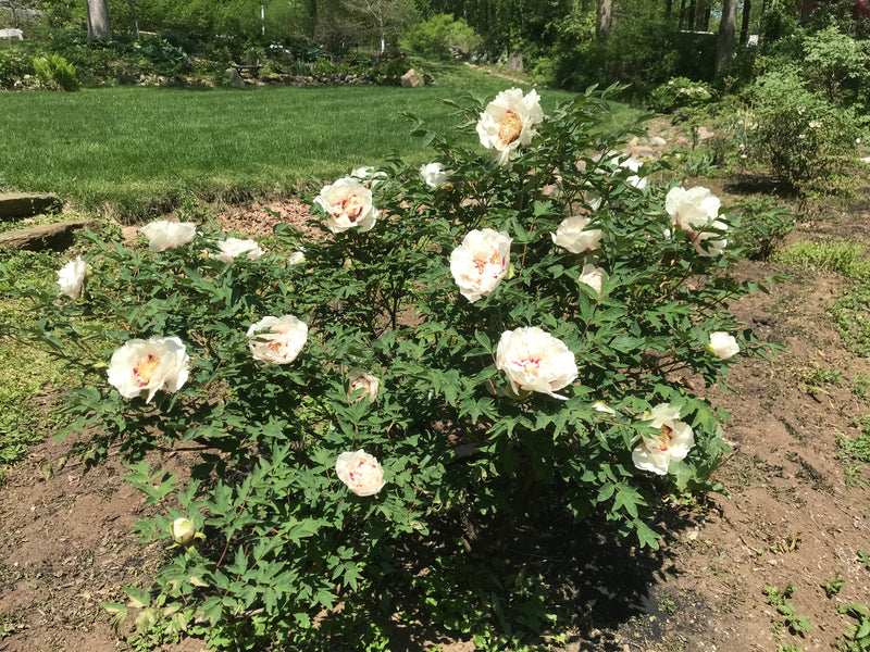 Paeonia rockii, 'Noblewoman' Chinese rockii tree peony