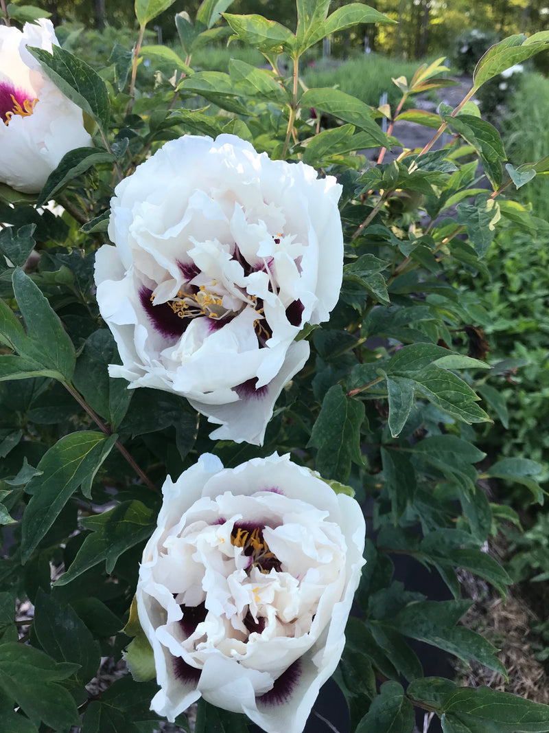 Paeonia rockii, 'Noblewoman' Chinese rockii tree peony