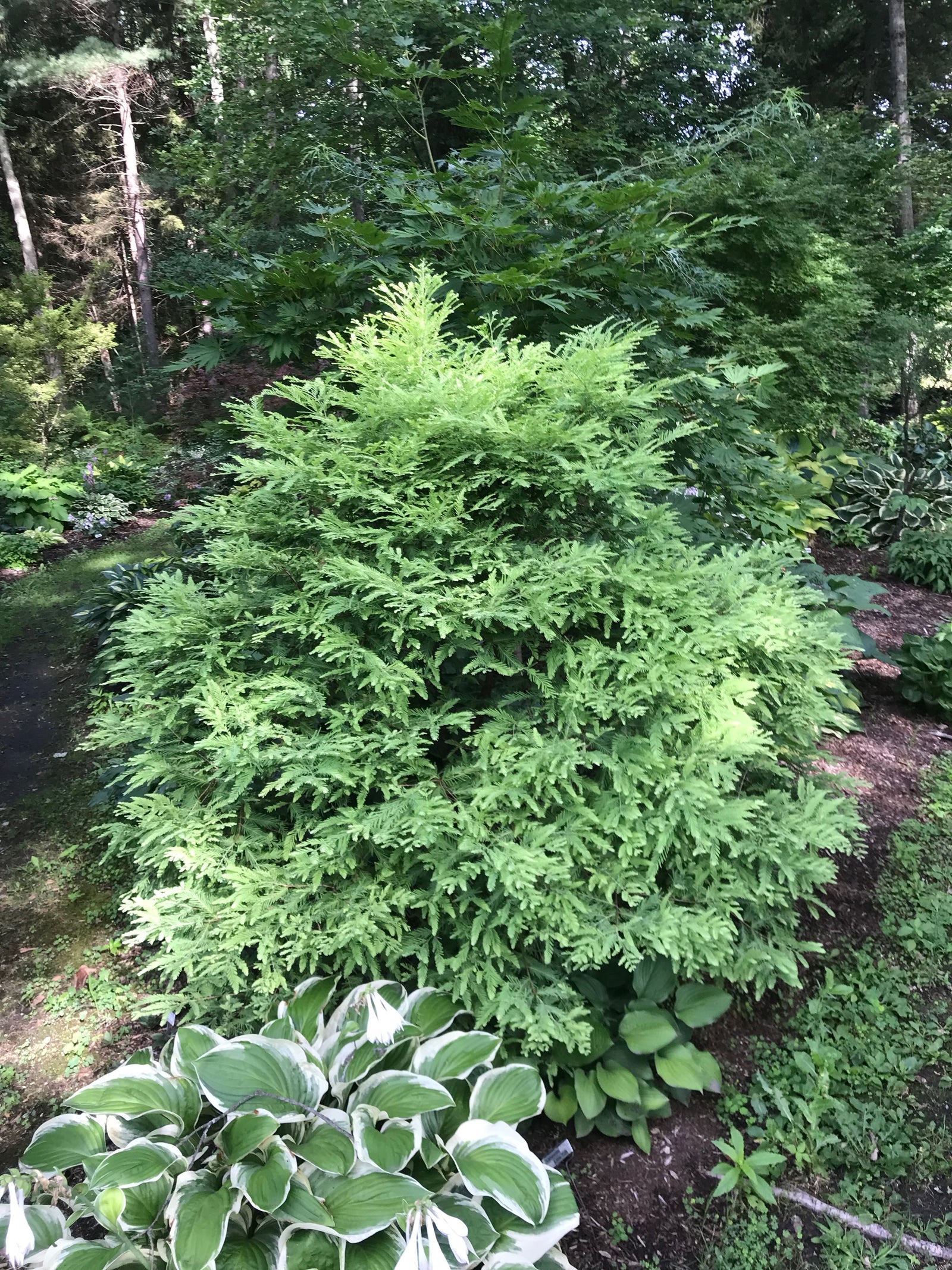 Metasequoia glyptostroboides, 'Schirrmann's Nordlicht Metasequoia glyptostroboides, 'Schirrmann's Nordlicht