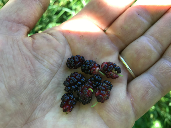 Morus, 'Northrop' mulberry
