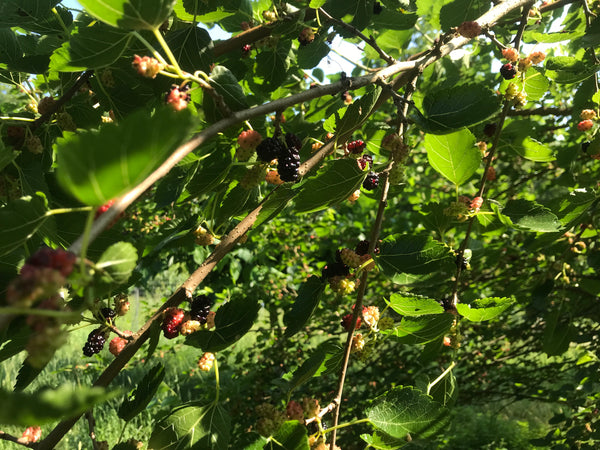 Morus, 'Northrop' mulberry